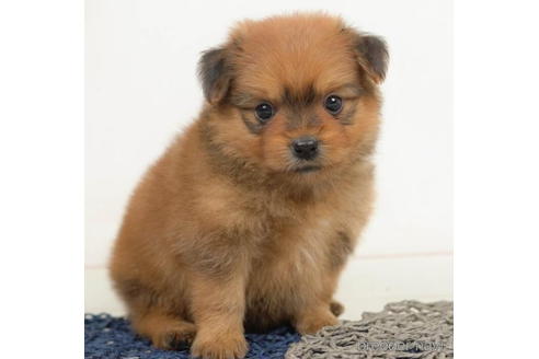 成約済の千葉県のミックス犬-211995の1枚目